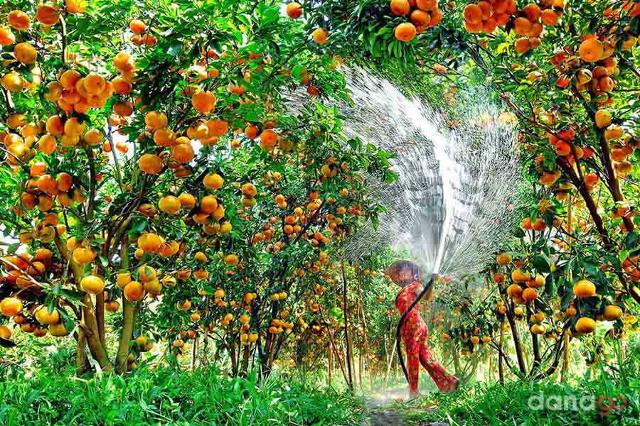 Vườn trái cây Phong Điền