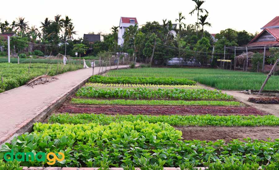 Tour Đà Nẵng Khởi Hành Từ Vĩnh Phúc